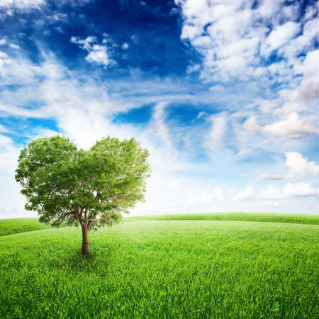 Green field with heart shape tree under blue sky. Beauty nature. Valentine concept backgroundの写真素材