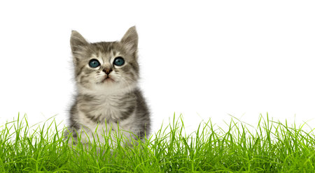 Small gray kitten in green grass isolated on white backgroundの写真素材