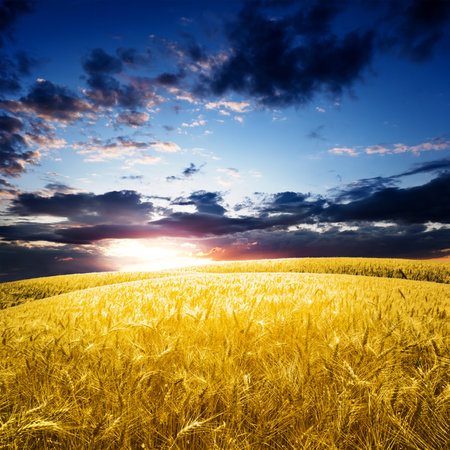 Yellow wheat field under nice blue cloud skyの写真素材