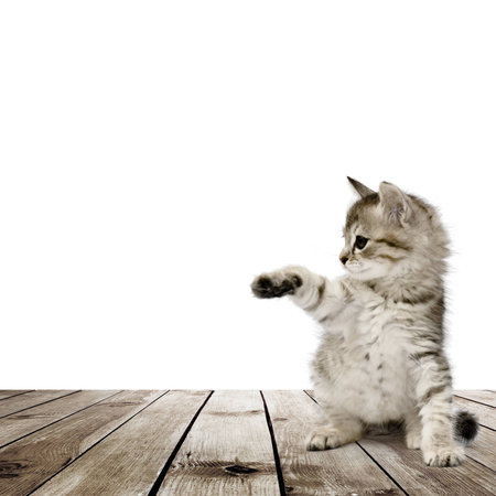 Small gray kitten on wood floor over white backgroundの写真素材