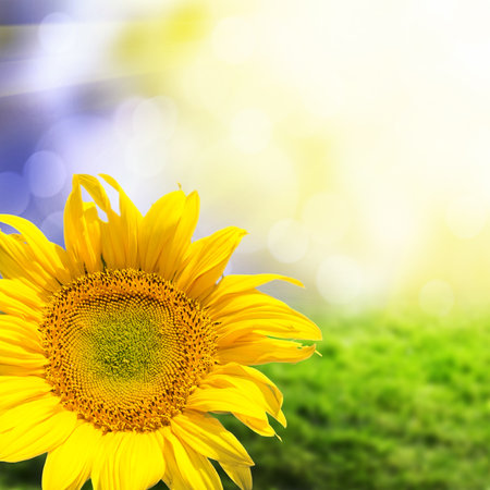 Abstract background with sunflower over field and sunlightの写真素材