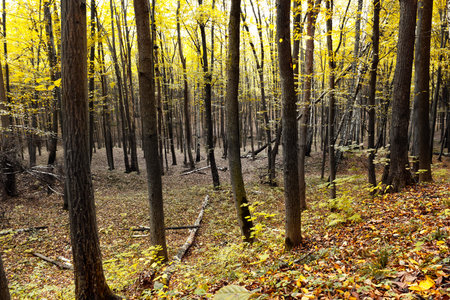 Beautiful sunlight in the autumn forest. Beauty nature backgroundの写真素材