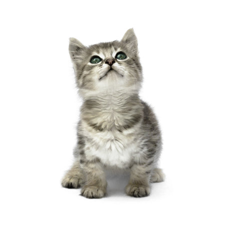 Small gray kitten isolated on white backgroundの写真素材