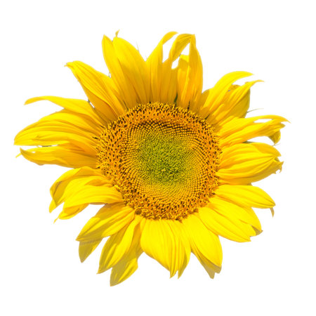 One sunflower isolated on white backgroundの写真素材