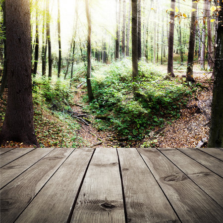 Beautiful sunlight in the autumn forest and wooden planks. Beauty nature backgroundの写真素材