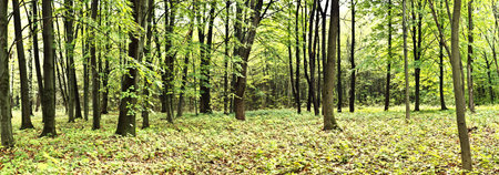 Beautiful autumn forest. Panorama view. Beauty natureの写真素材