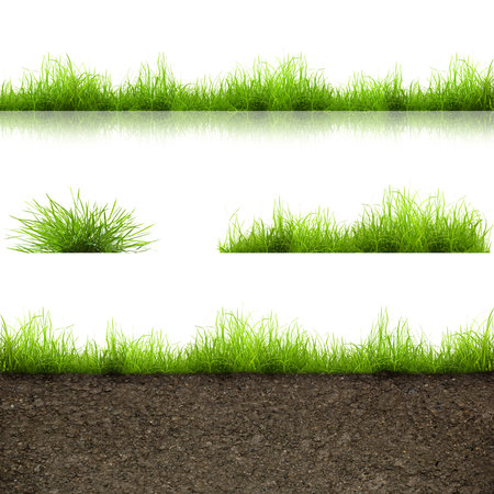 green grass with in soil isolated on white backgroundの写真素材