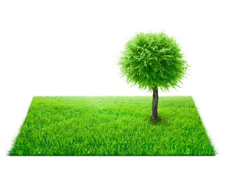Square of green grass field and tree on it over white backgroundの写真素材