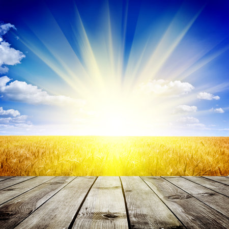 Yellow wheat field under nice sunset cloud sky backgroundの写真素材