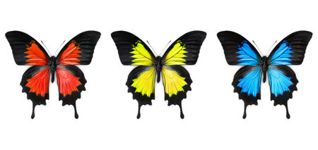 Blue, red and yellow butterfly over white backgroundの写真素材