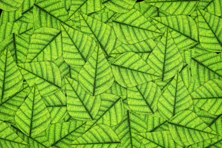 Green leaf close-up background. Macroの写真素材