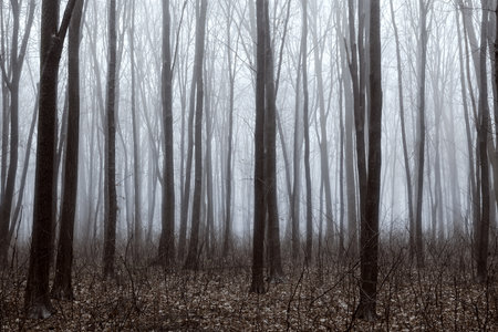 Beautiful forest with fog. Beauty nature backgroundの写真素材