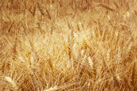 Yellow wheat field backgroundの写真素材