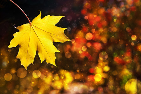 Autumn leaf fall. Beauty nature backgroundの写真素材