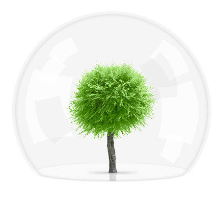 A sorbus tree growing under a glass dome in safety