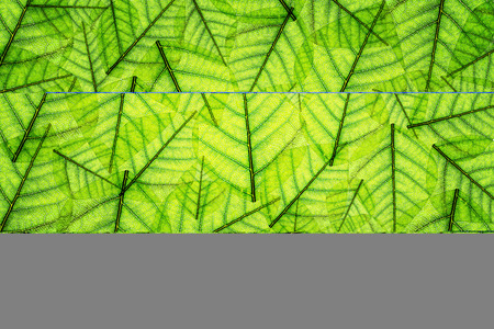 Green leaves close-up background. Macro
