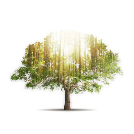 Double exposure of single tree with forest over sky backgroundの写真素材