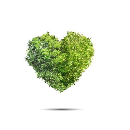 Green tree shaped in heart isolated over white backgroundの写真素材