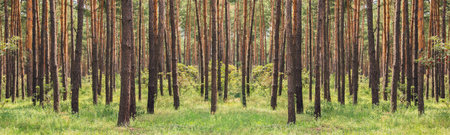 Pine forest. Beauty nature backgroundの写真素材