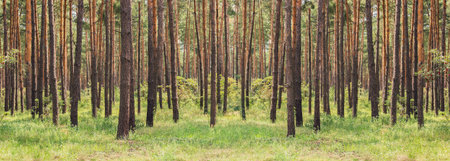 Pine forest. Beauty nature backgroundの写真素材