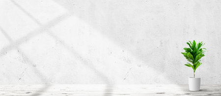 Vintage room interior with plant in pot over concrete wall and wood floor background. Wide panorama imageの写真素材