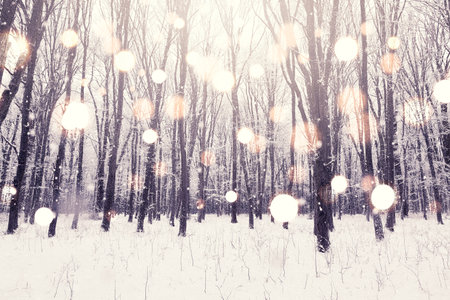 Winter snow covered forest. Beauty nature backgroundの写真素材