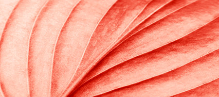 Living coral leaf abstract background. Color of the year 2019 living coral 16-1546の写真素材