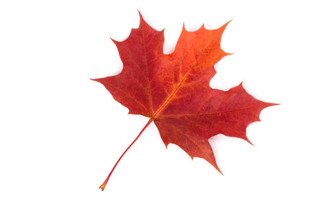 Maple Leaf isolated on white background