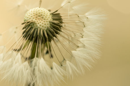 Detail of a dandelion flowerの写真素材