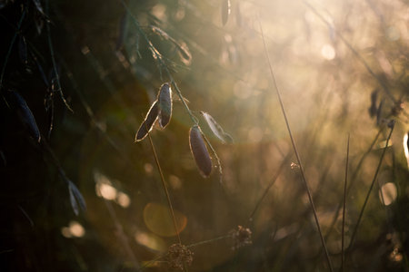 Waking up to a beautiful morningの写真素材