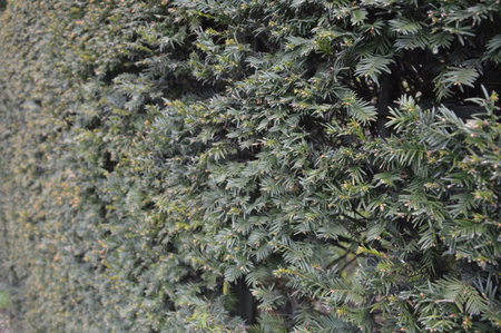 Close-Up Of A Hedge Backgroundの写真素材