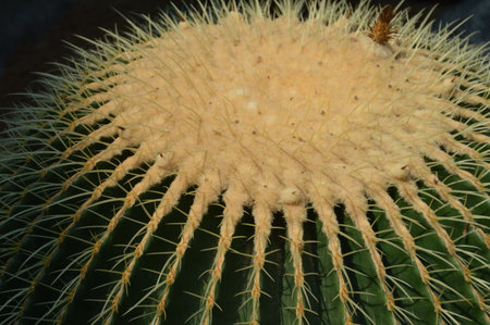 Close-Up Of A Cactus (Echonocactus)の写真素材