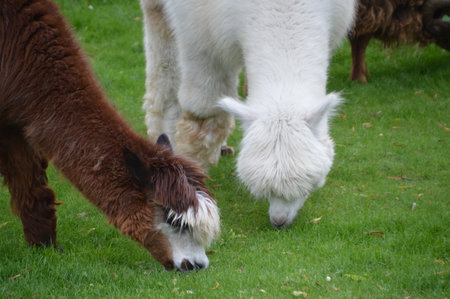 Lamas Eating Grassの写真素材