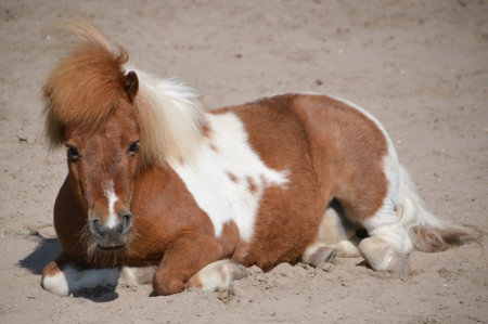 Pony Sitting In The Sandの写真素材