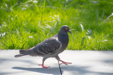 A Walking Pigeonの写真素材
