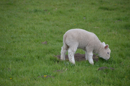 Lamb Eating Grassの写真素材