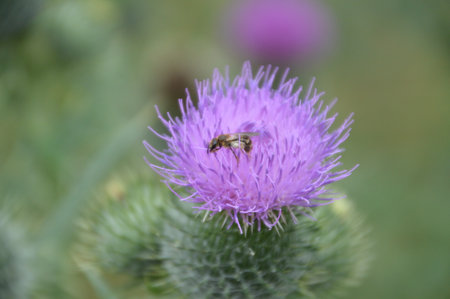 Carduus With Bumblebee