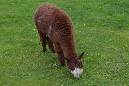 Lama Eating Grassの写真素材