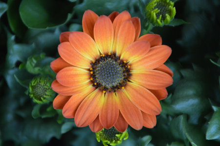 Orange And Yellow Gerberaの写真素材