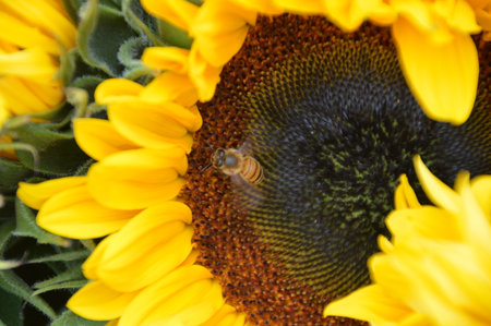 Bee On A Sunflowerの写真素材