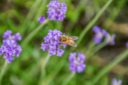 Bee On A Flower