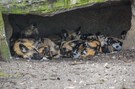 African Hunting Dogs In A Hole At Artis Zoo Amsterdam The Netherlands 2018