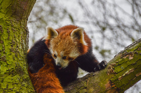 The Red Panda At Artis Zoo Amsterdam The Netherlands 2018