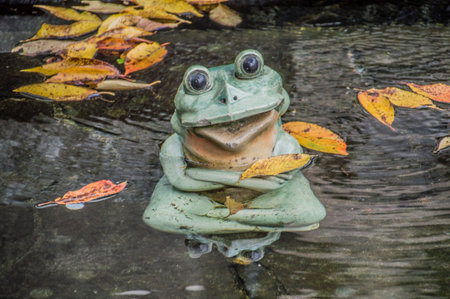 Frog In A Pond At The Tenryuji Zen Temple At Arashiyama Kyoto Japan 2015
