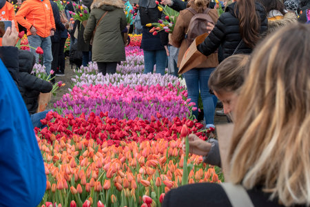 Flower Bed At The National Tulip Day At The Dam Square Amsterdam The Netherlands 2020のeditorial素材