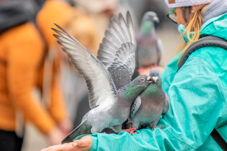 Two Love Making Pigeons On An Arm At The Amsterdam Dam Square The Netherlands 2019のeditorial素材