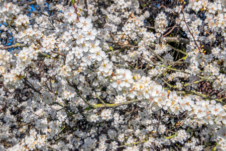 Close Up Of White Cherry Blossomsの写真素材