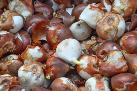 Close Up Of Dutch Tulip Bulbs