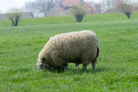 Mother Sheep Eating Grass At Abcoude The Netherlands 2019のeditorial素材