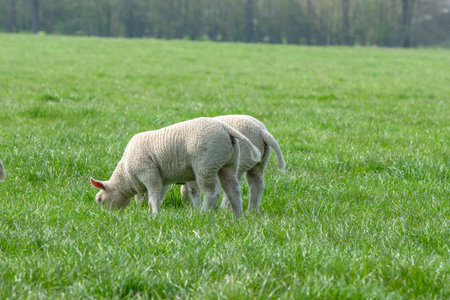 Mother And Lamb Eating Grass At Abcoude The Netherlands 2019のeditorial素材